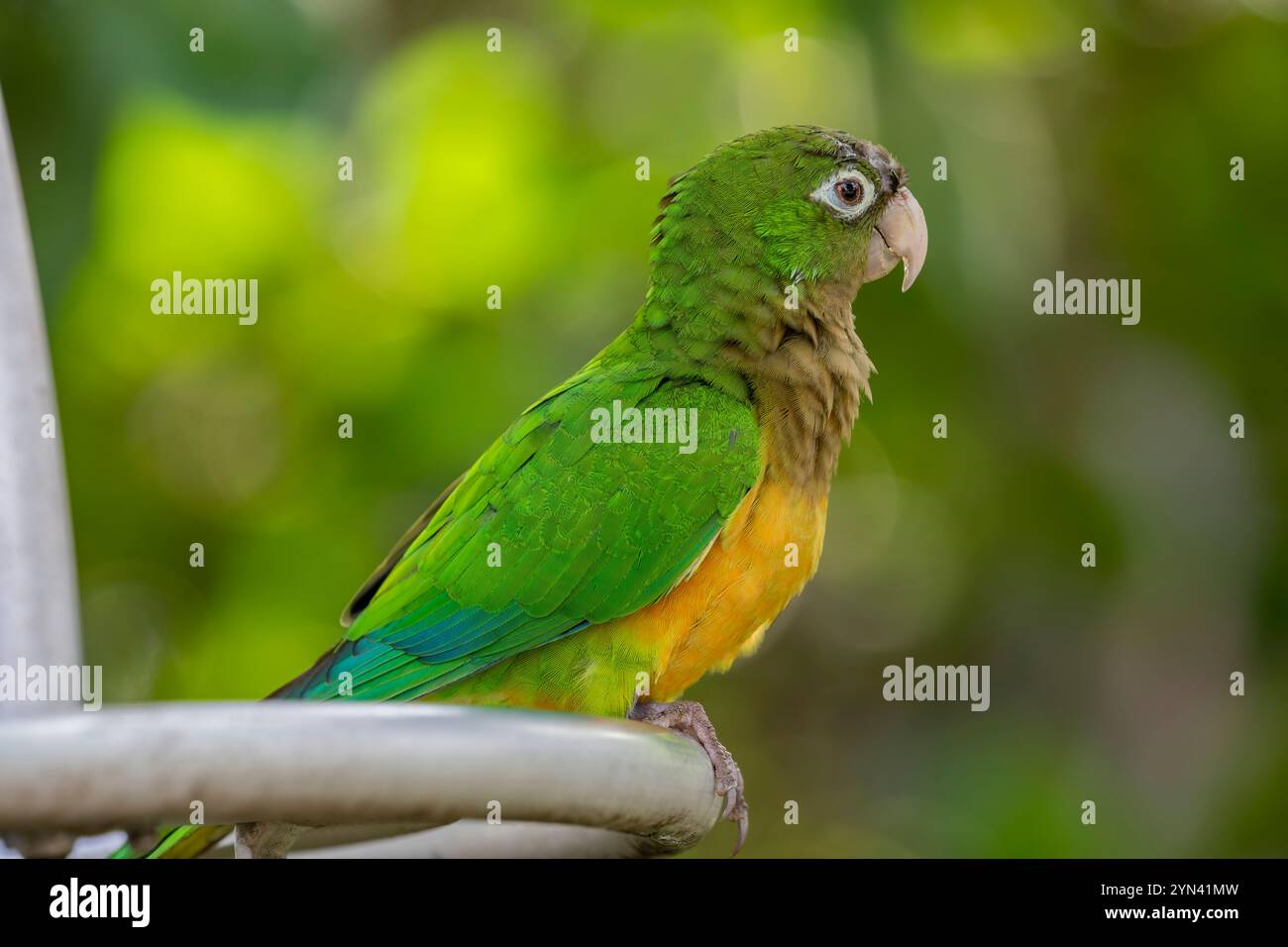 Il Caatinga Parakeet (Eupsittula cactorum) è un piccolo pappagallo originario della regione di Caatinga nel nord-est del Brasile. Presenta prevalentemente un piumaggio verde Foto Stock