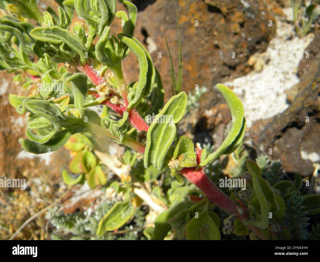 Costa marittima (Tetragonia decumbens) Foto Stock