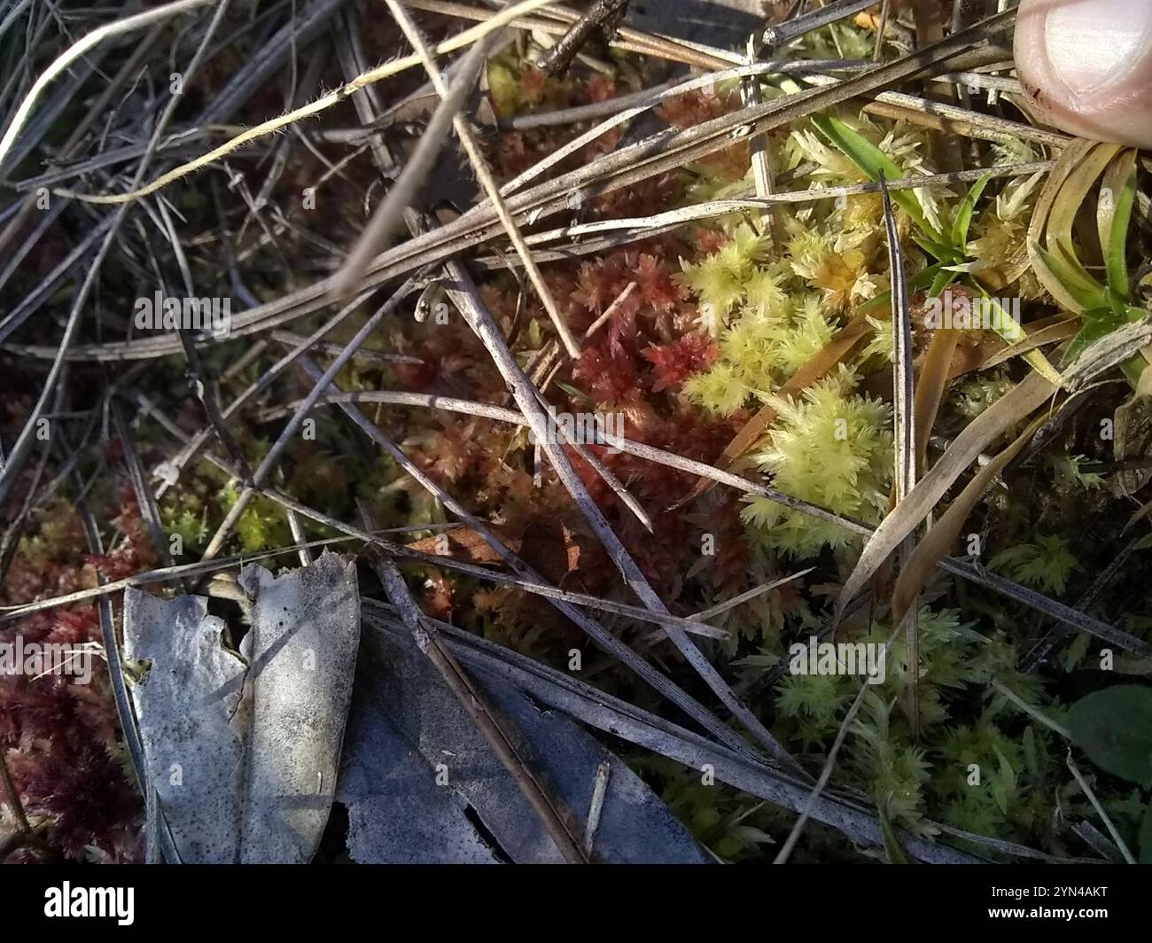 Peatmoss Magellanica (Sphagnum magellanicum) Foto Stock