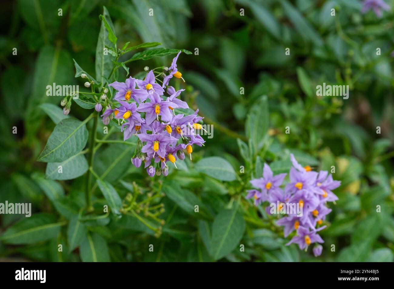Solanum crispum Glasnevin, vite di patata cilena, ombra notturna cilena, albero di patata cileno, vite di patata, albero di patata Glasnevin, ammassi flusso viola-blu Foto Stock