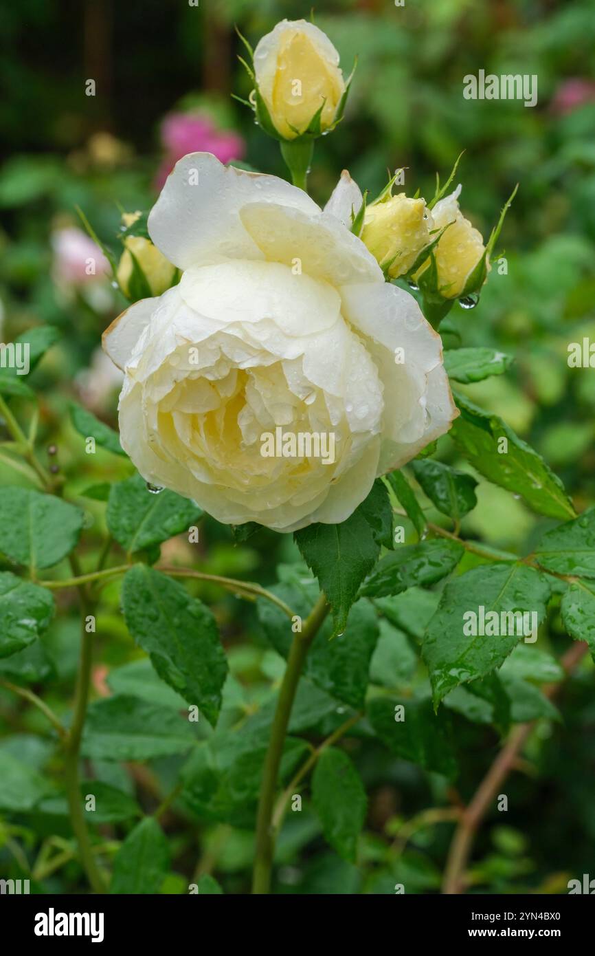 Rosa Vanessa Bell, rosa Vanessa Bell, rosa Auseasel, fiori gialli morbidi, con centro giallo più profondo che pala fino al bianco ai bordi Foto Stock