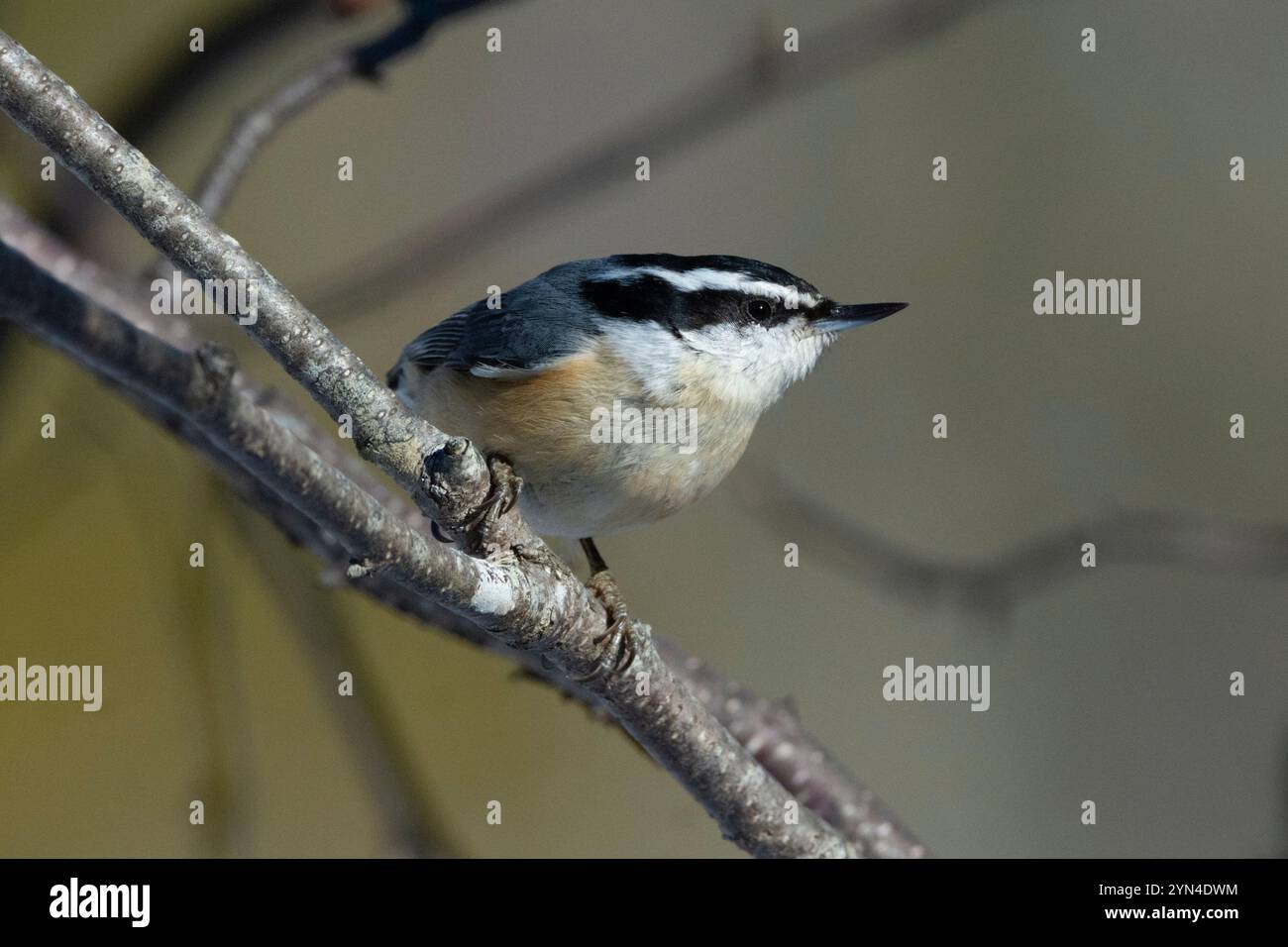 Nuthatch dal petto rosso (Sitta canadensis). Acadia National Park, Maine, Stati Uniti. Inizio primavera. Foto Stock