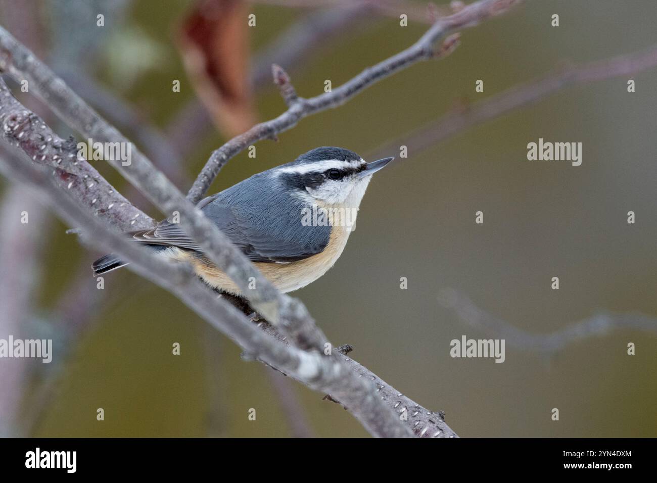 Nuthatch dal petto rosso (Sitta canadensis). Acadia National Park, Maine, Stati Uniti. Inizio primavera. Foto Stock