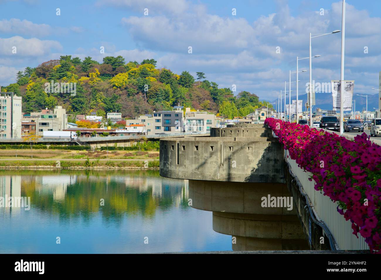 Ulsan, Corea del Sud - 14 novembre 2024: Una vista panoramica del Ponte di Hakseong adornato da vibranti fiori magenta, con le sue piattaforme di osservazione e H Foto Stock