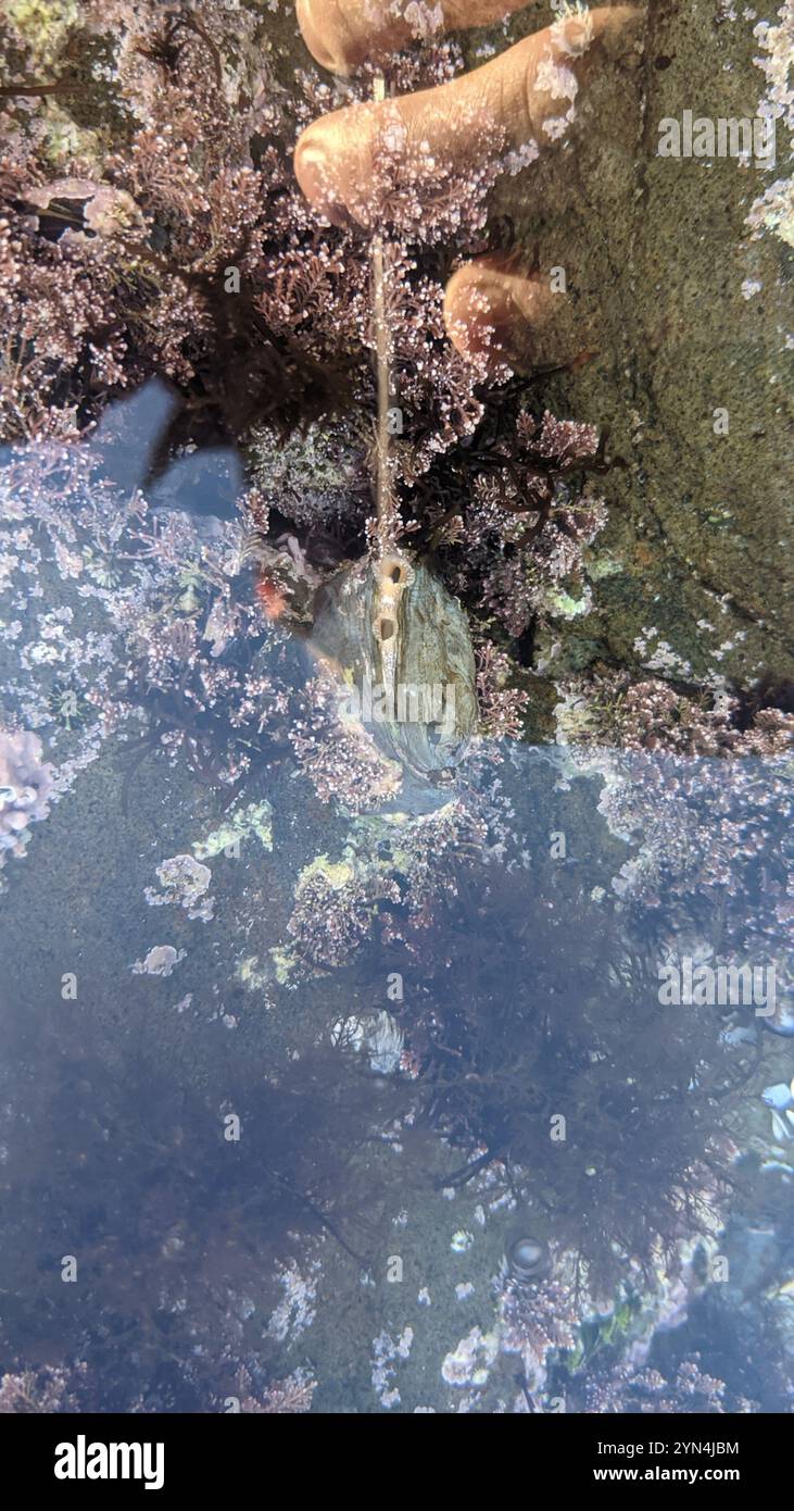 Chama invertito (Pseudochama exogyra) Foto Stock