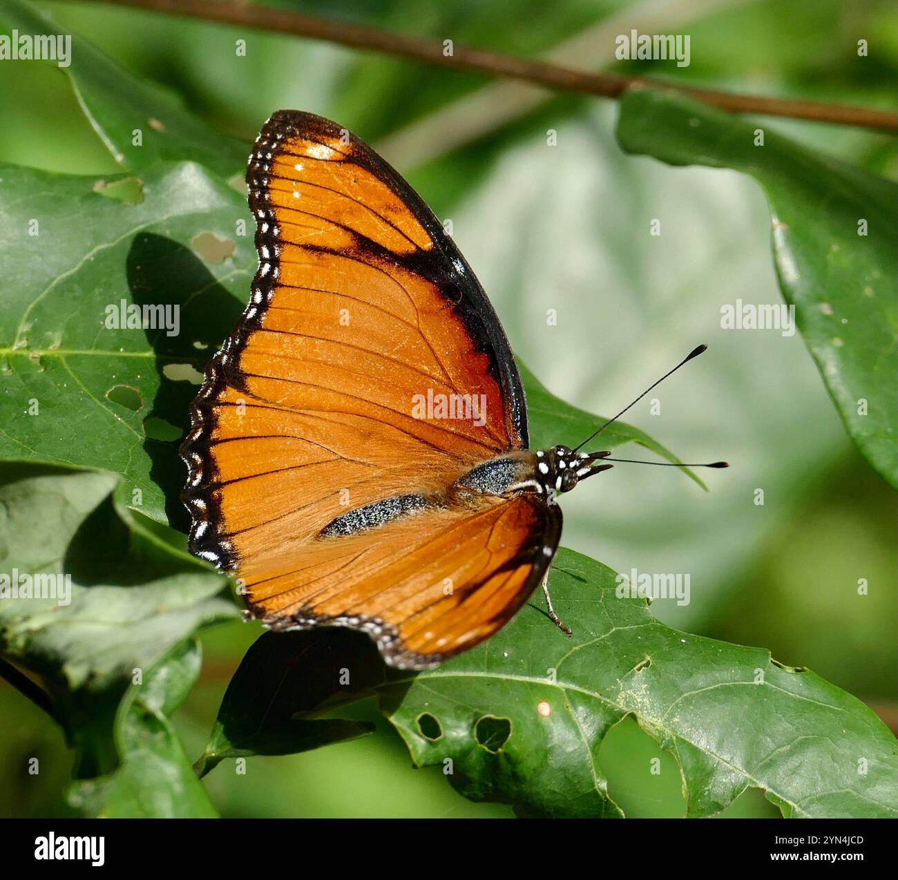 Danaid Eggfly (Hypolimnas misippus) Foto Stock