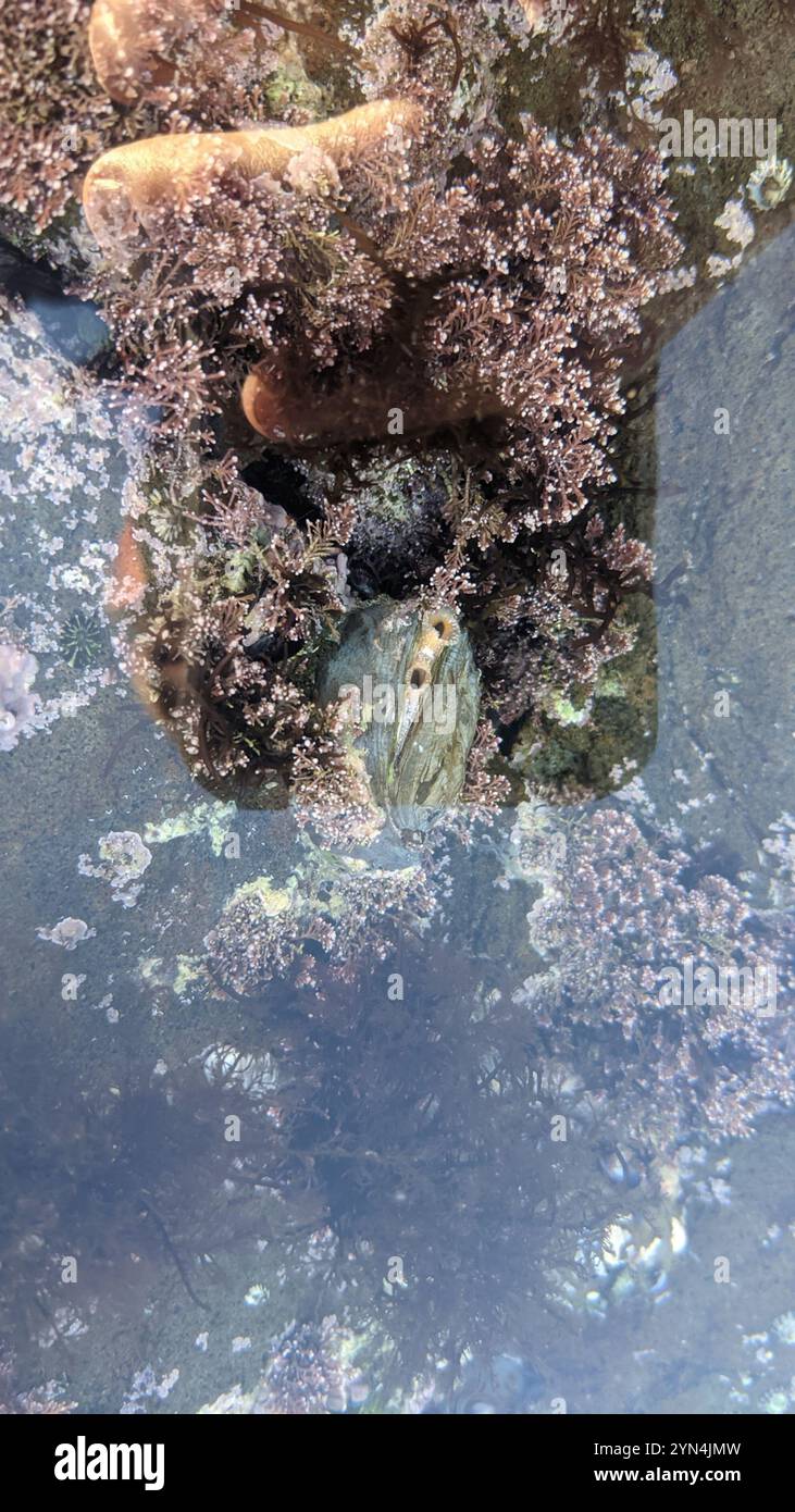 Chama invertito (Pseudochama exogyra) Foto Stock