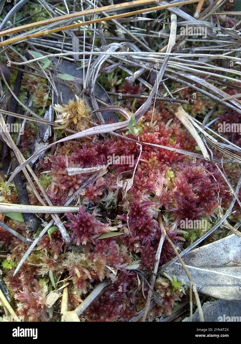 Peatmoss Magellanica (Sphagnum magellanicum) Foto Stock