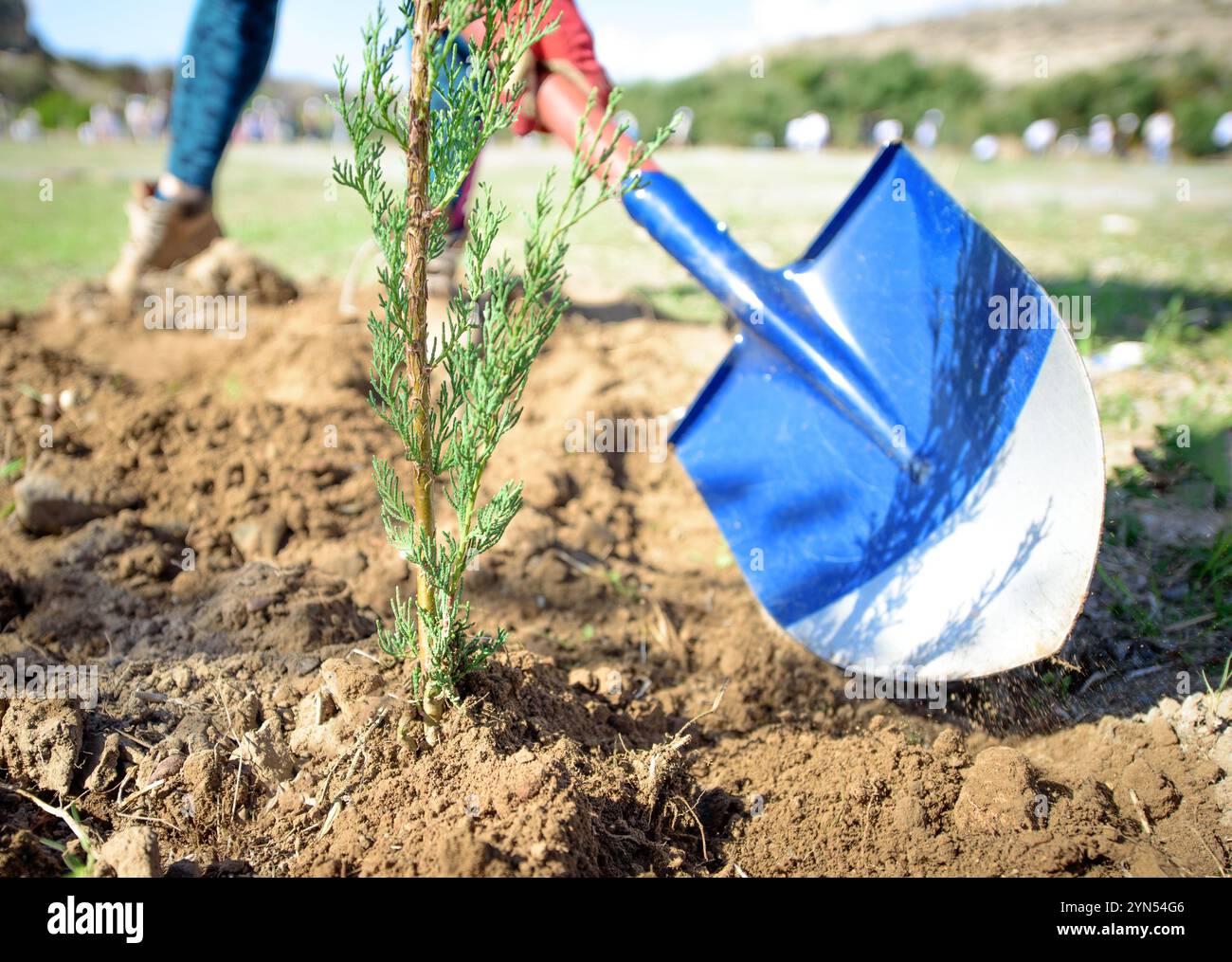 In un pomeriggio di sole, gli individui stanno piantando un giovane albero in un parco comunitario, contribuendo agli sforzi ambientali locali. Foto Stock