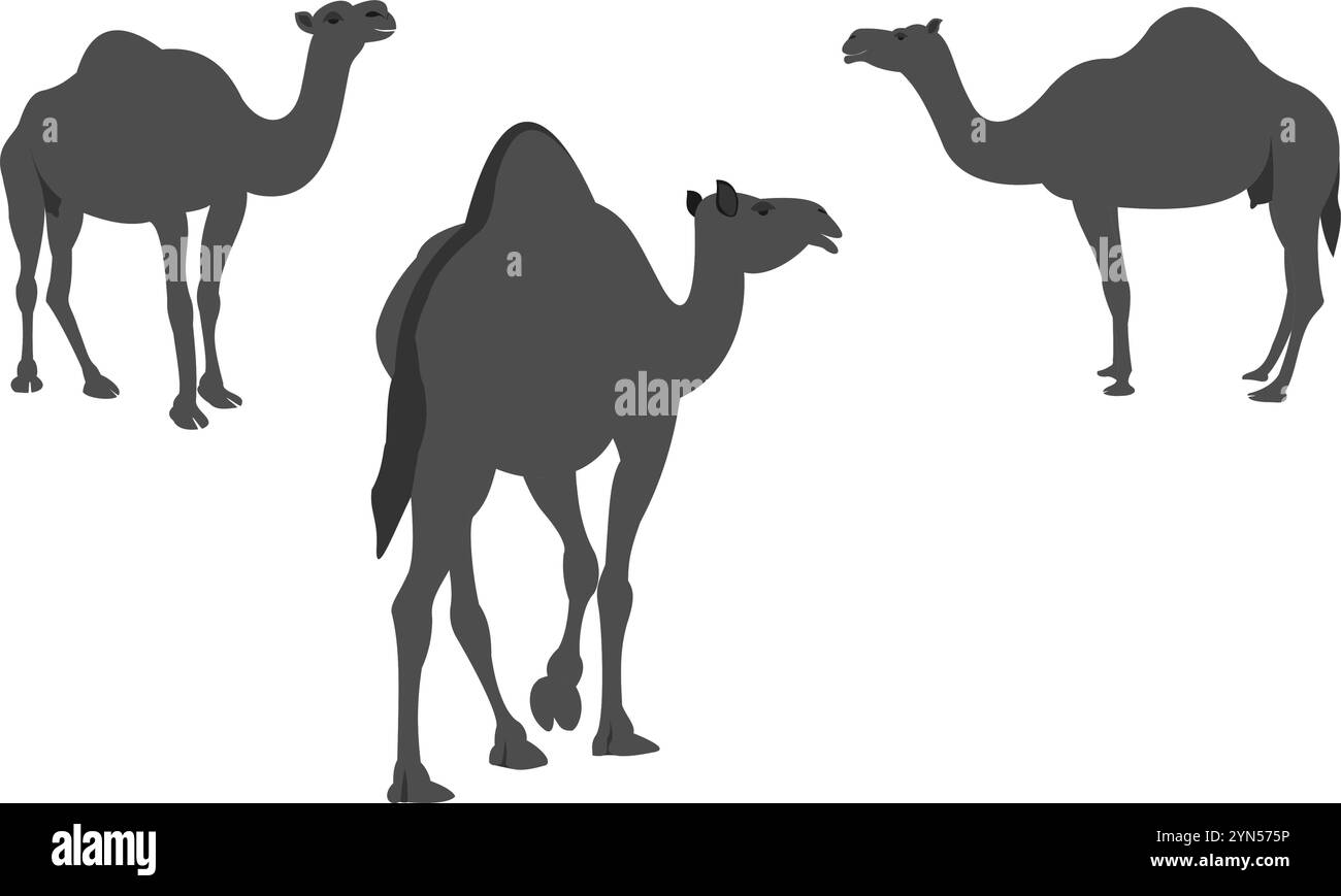 Set vettoriale cammello con pose diverse. illustrazione vettoriale isolata su sfondo bianco. Illustrazione Vettoriale