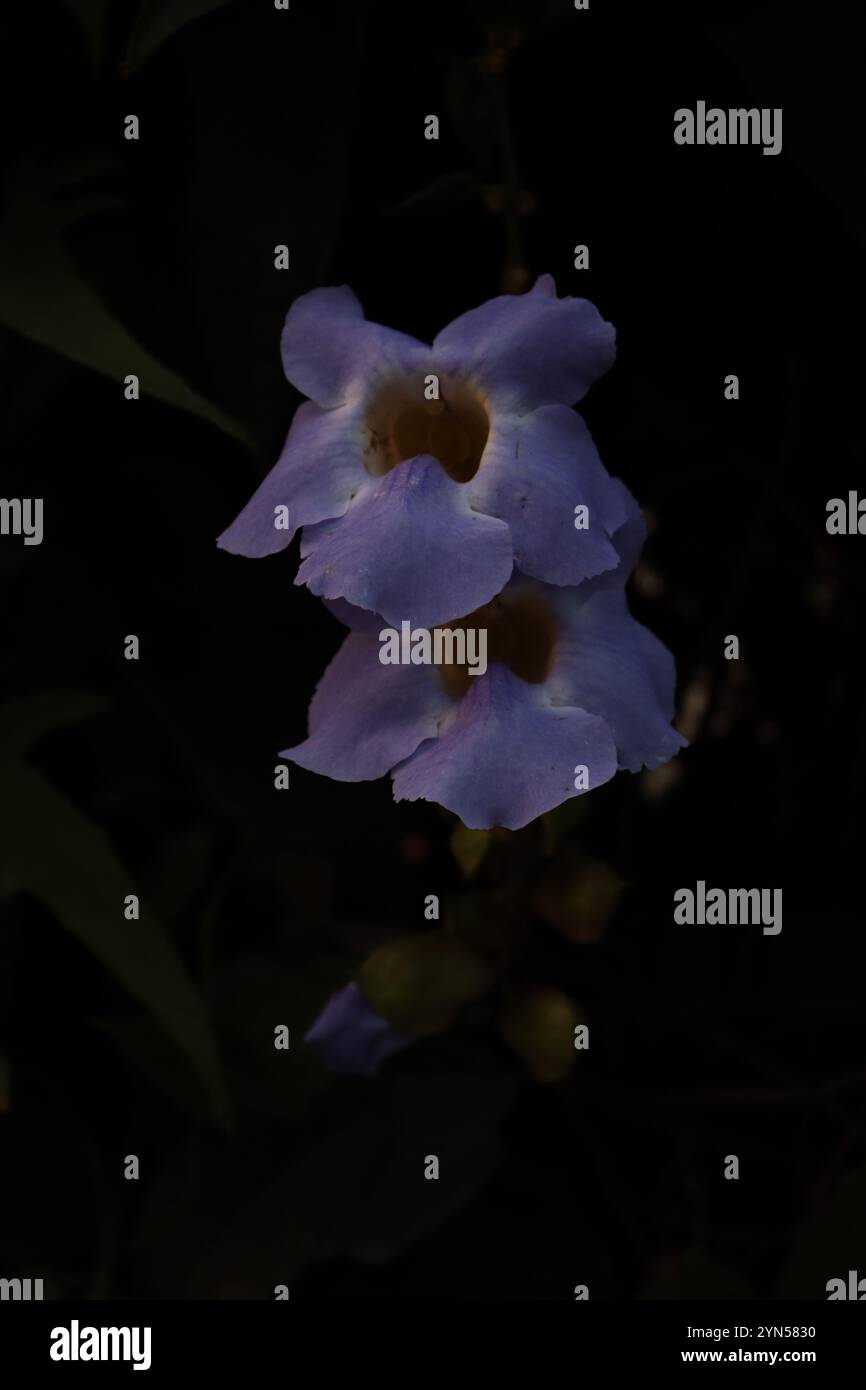 Gemelli Clockvine Foto Stock
