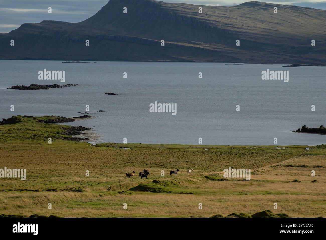 Montagne islandesi mozzafiato che si innalzano sopra il mare, con scogliere spettacolari e acque tranquille Foto Stock