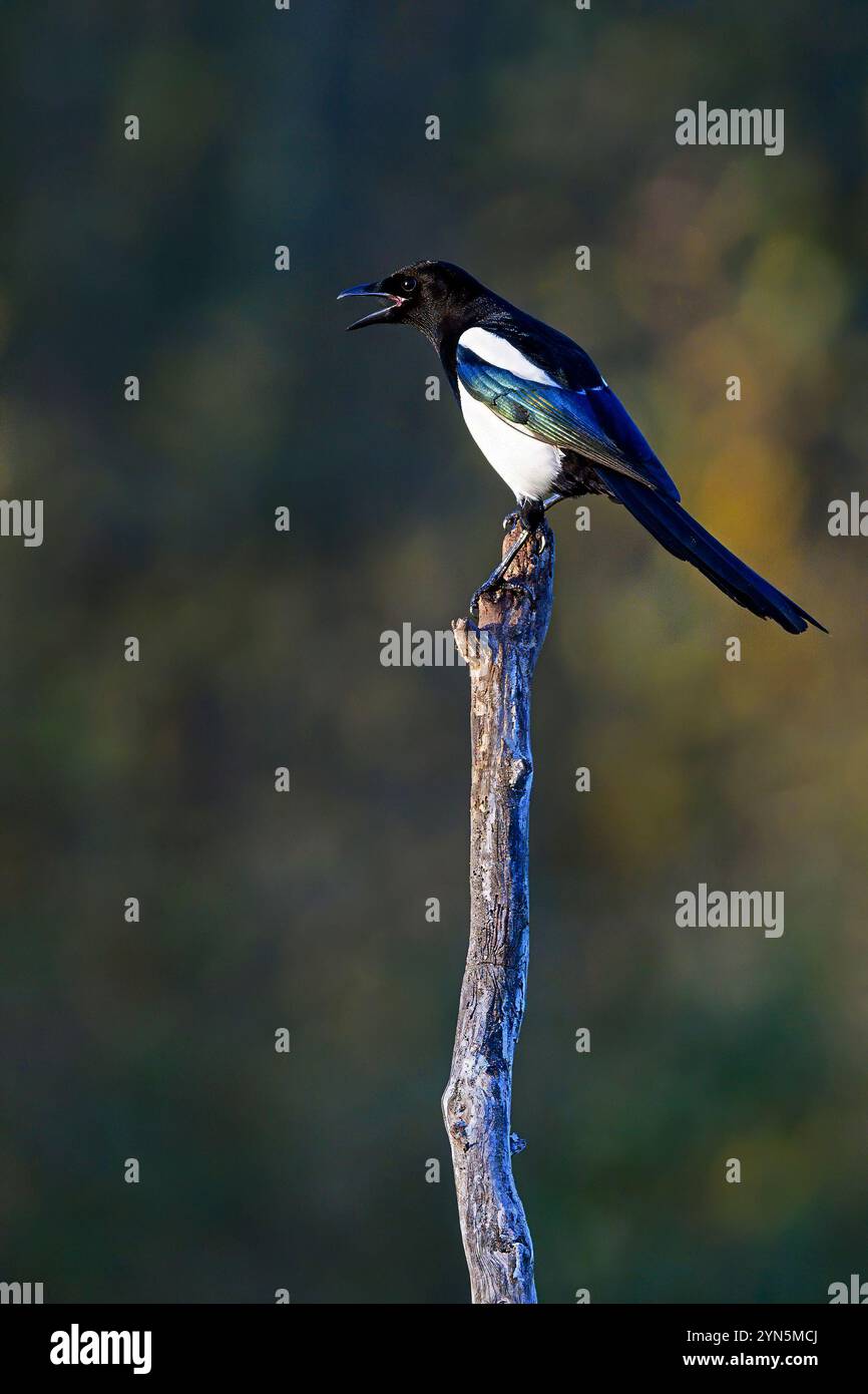 Magpie comuni (Pica pica fennorum) di Vittskövle, Svezia meridionale. Foto Stock Magpie comuni (Pica pica fennorum) di Vittskövle, Svezia meridionale. Foto Stock