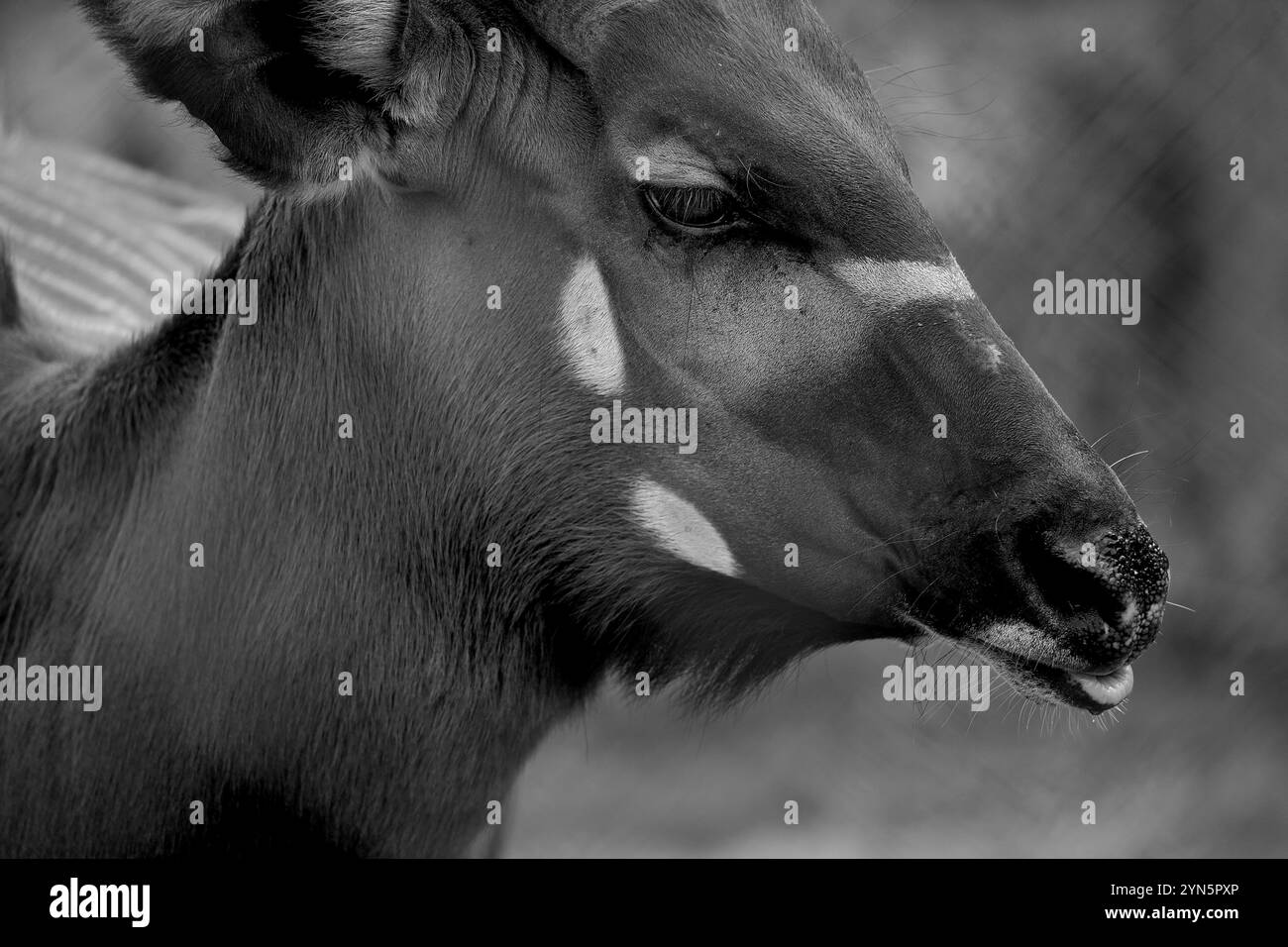 Bongo orientale in grave pericolo di estinzione (Tragelaphus eurycerus) a Folly Farm, in Galles, sono rimasti meno di 150 bongo in natura. Proprietà fotografica rilasciata Foto Stock