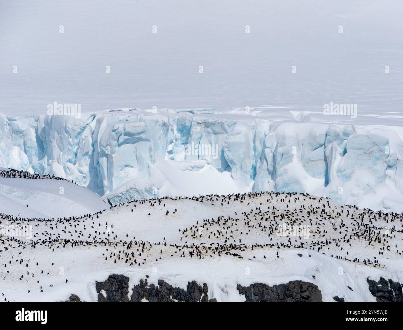 Pinguini Chinstrap, Pygoscelis Antartico, nidificati a Point Wild, Elephant Island, Antartide Foto Stock