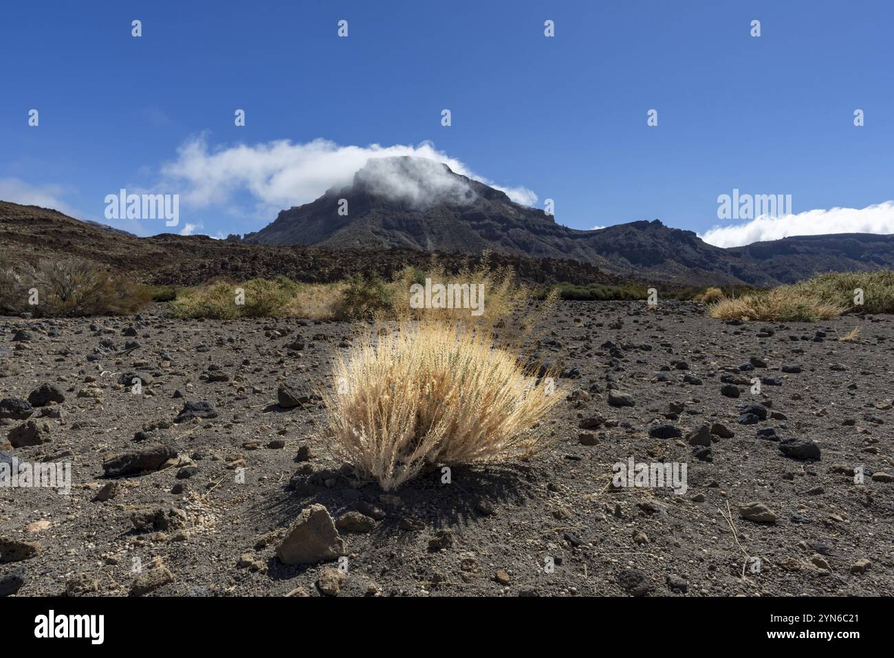 Gorse del Teide sbiadito e la cima del Montana Guajara, anche: Alto de Guajara, 2715 m, pareti del cratere, Caldera de las Canadas, un enorme calderone vulcanico, T Foto Stock