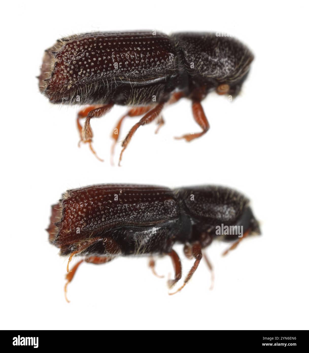 Pityokteines spinidens, scarabeo di corteccia, un parassita di abeti, vista laterale di due femmine. Foto Stock