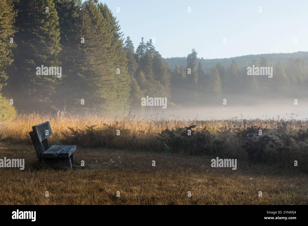 Paesaggio panoramico mattutino nel Redwoods National Park, USA, Nord America Foto Stock