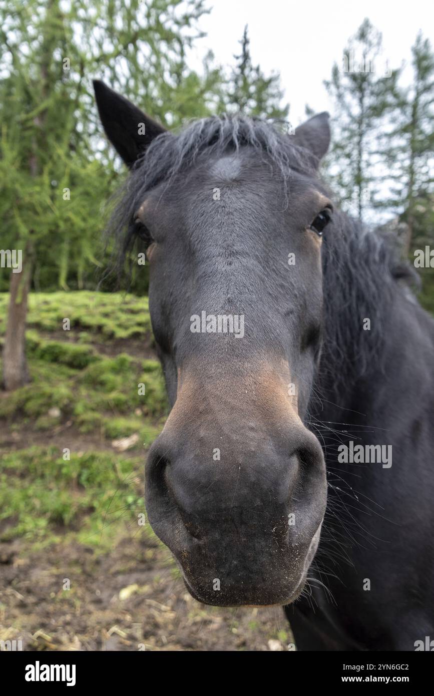 Ritratto di un bel cavallo a sangue freddo, South Tirol Foto Stock