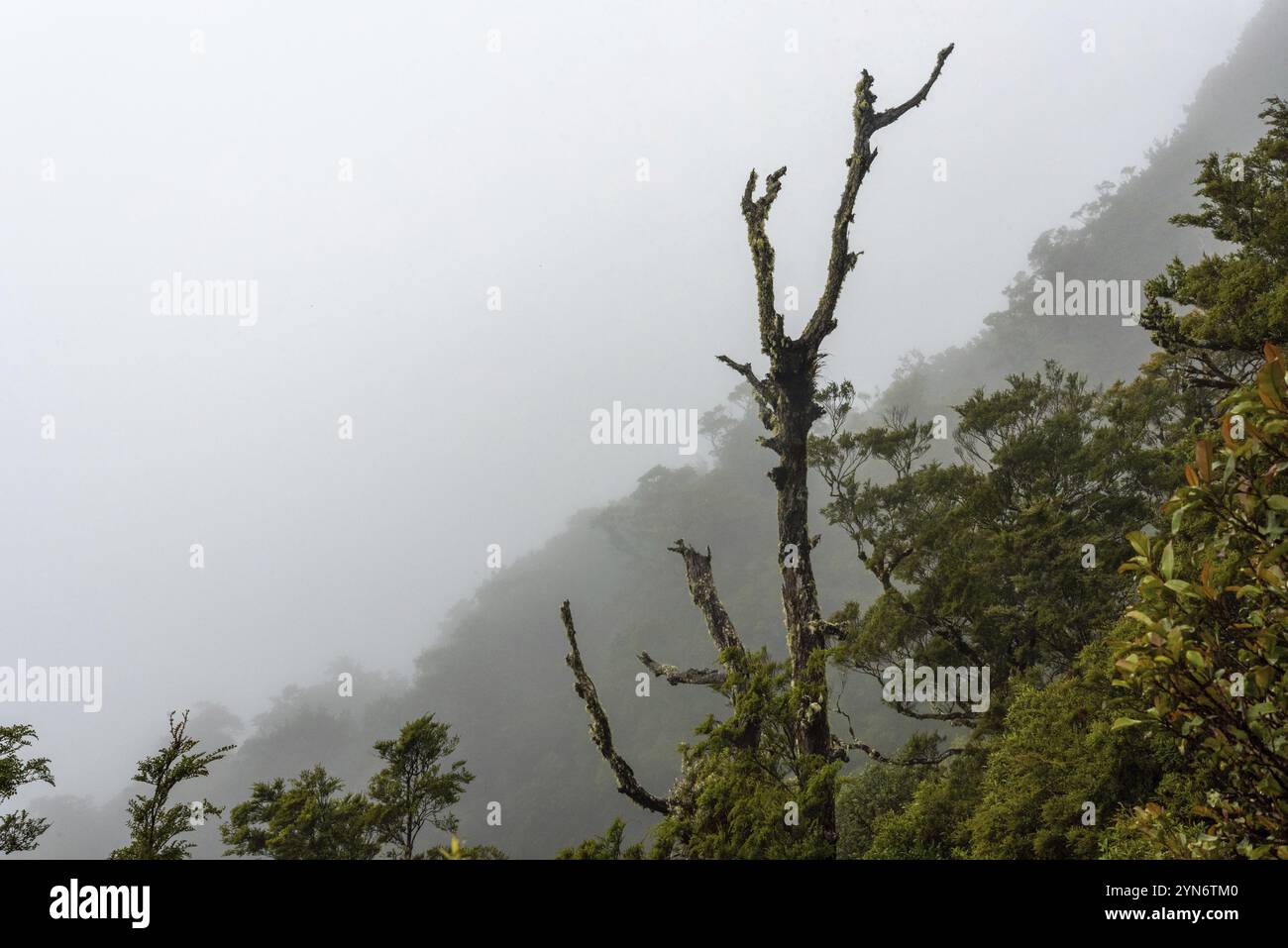 Escursioni la pista di Ngamoko a Waikaremoana, Isola del Nord della Nuova Zelanda Foto Stock