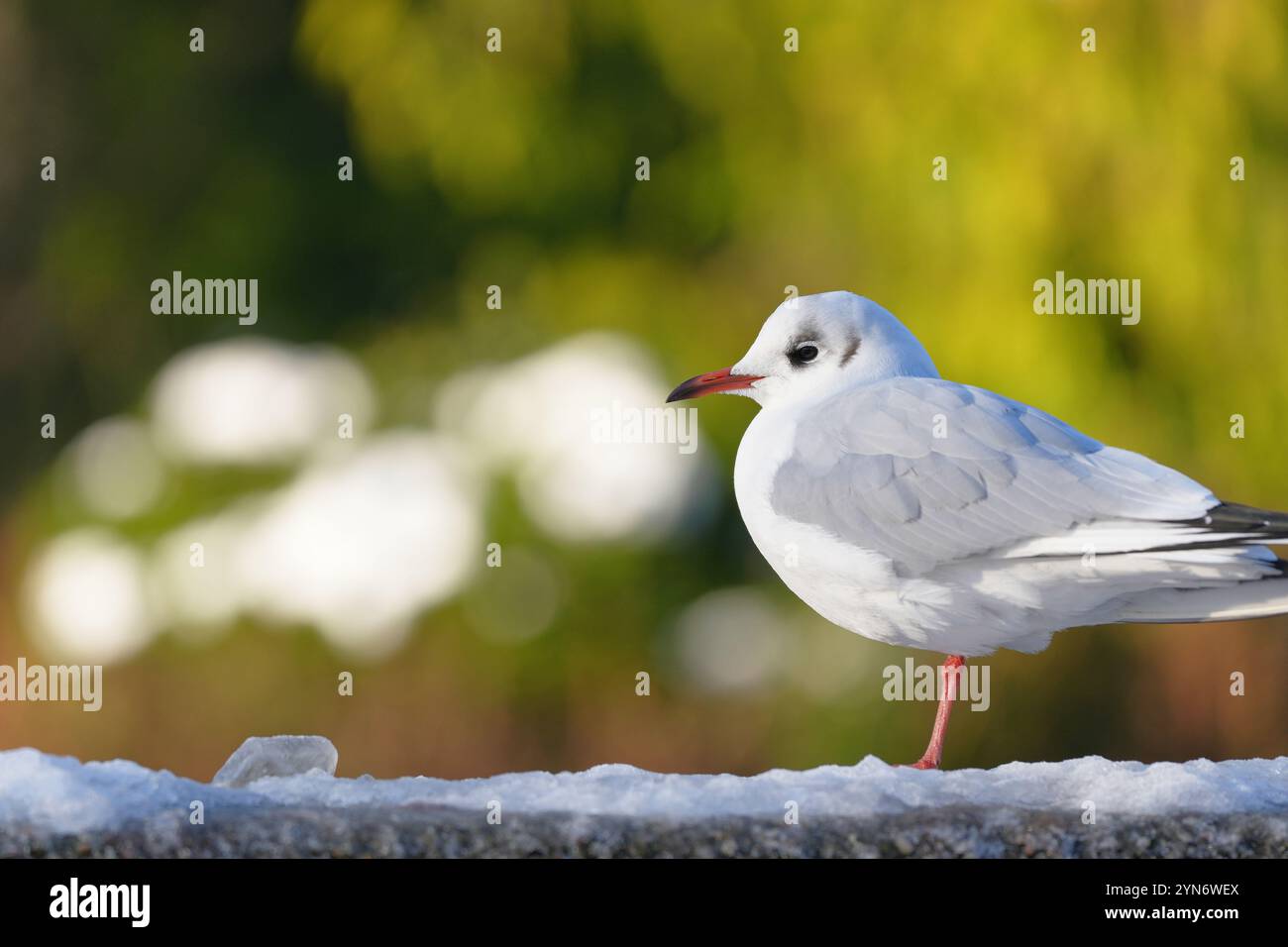 Piccolo gabbiano solitario in piedi sul ghiaccio Foto Stock