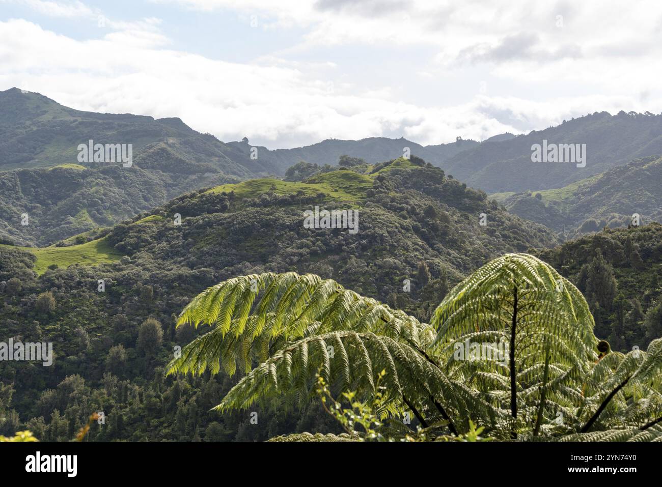 Tour sul fiume Whanganui incontaminato e attraverso la giungla circostante, Isola del Nord della Nuova Zelanda Foto Stock