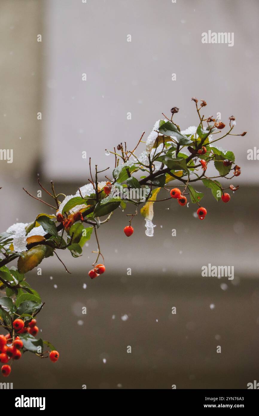 Macro shot di bacche di rowan ghiacciate, che mostrano dettagli intricati dell'arte invernale della natura. Foto Stock