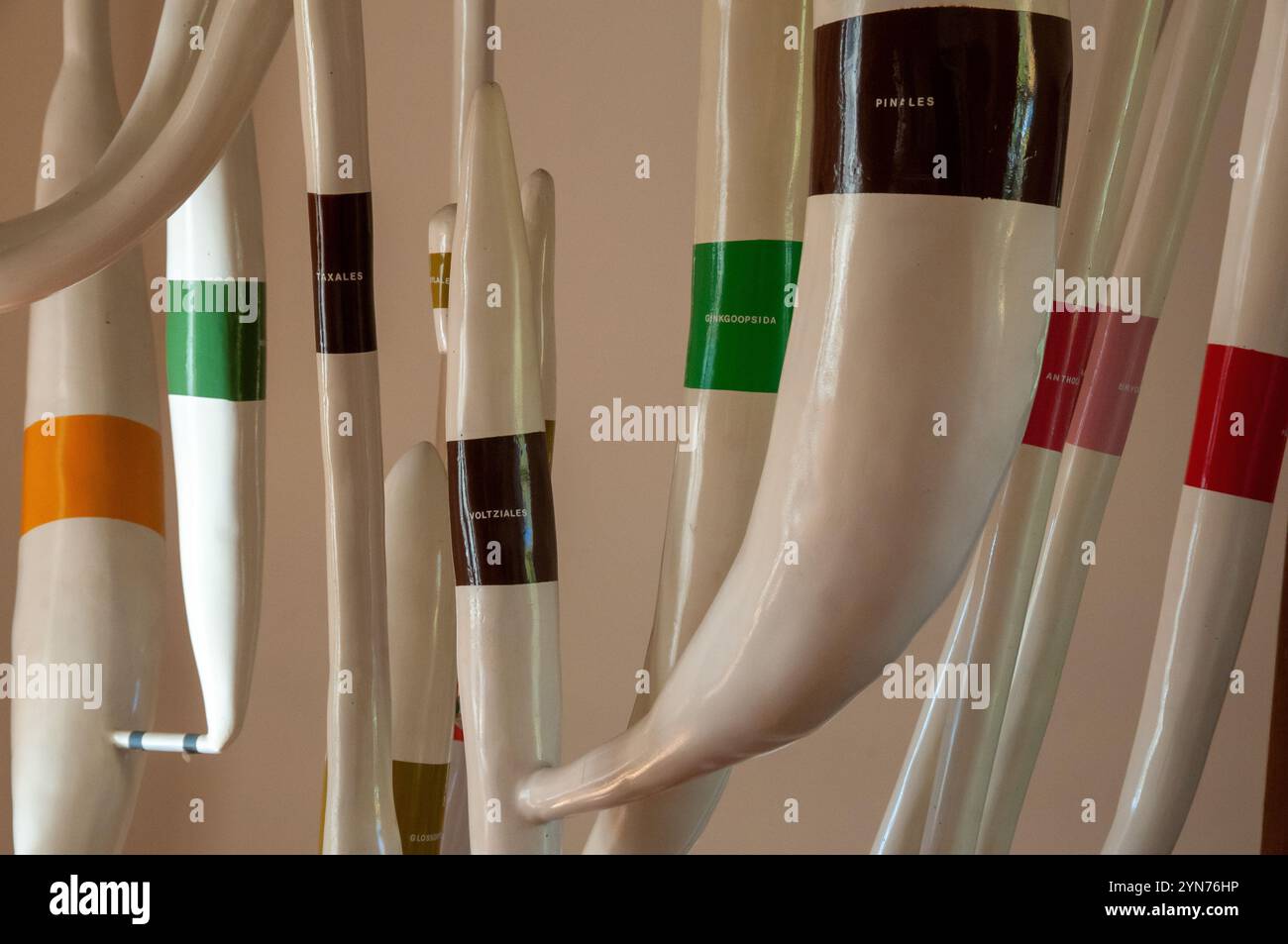 Albero filogenetico di piante terrestri all'interno del museo di paleobotanica ed etnobotanica dell'Orto Botanico reale di Napoli Foto Stock