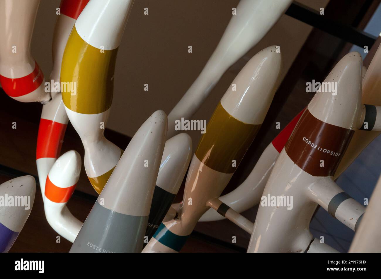 Albero filogenetico di piante terrestri all'interno del museo di paleobotanica ed etnobotanica dell'Orto Botanico reale di Napoli Foto Stock