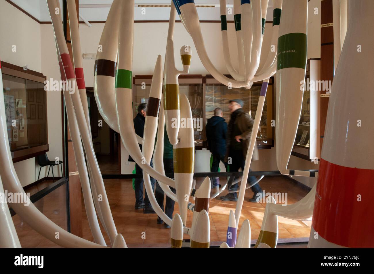 Albero filogenetico di piante terrestri all'interno del museo di paleobotanica ed etnobotanica dell'Orto Botanico reale di Napoli Foto Stock