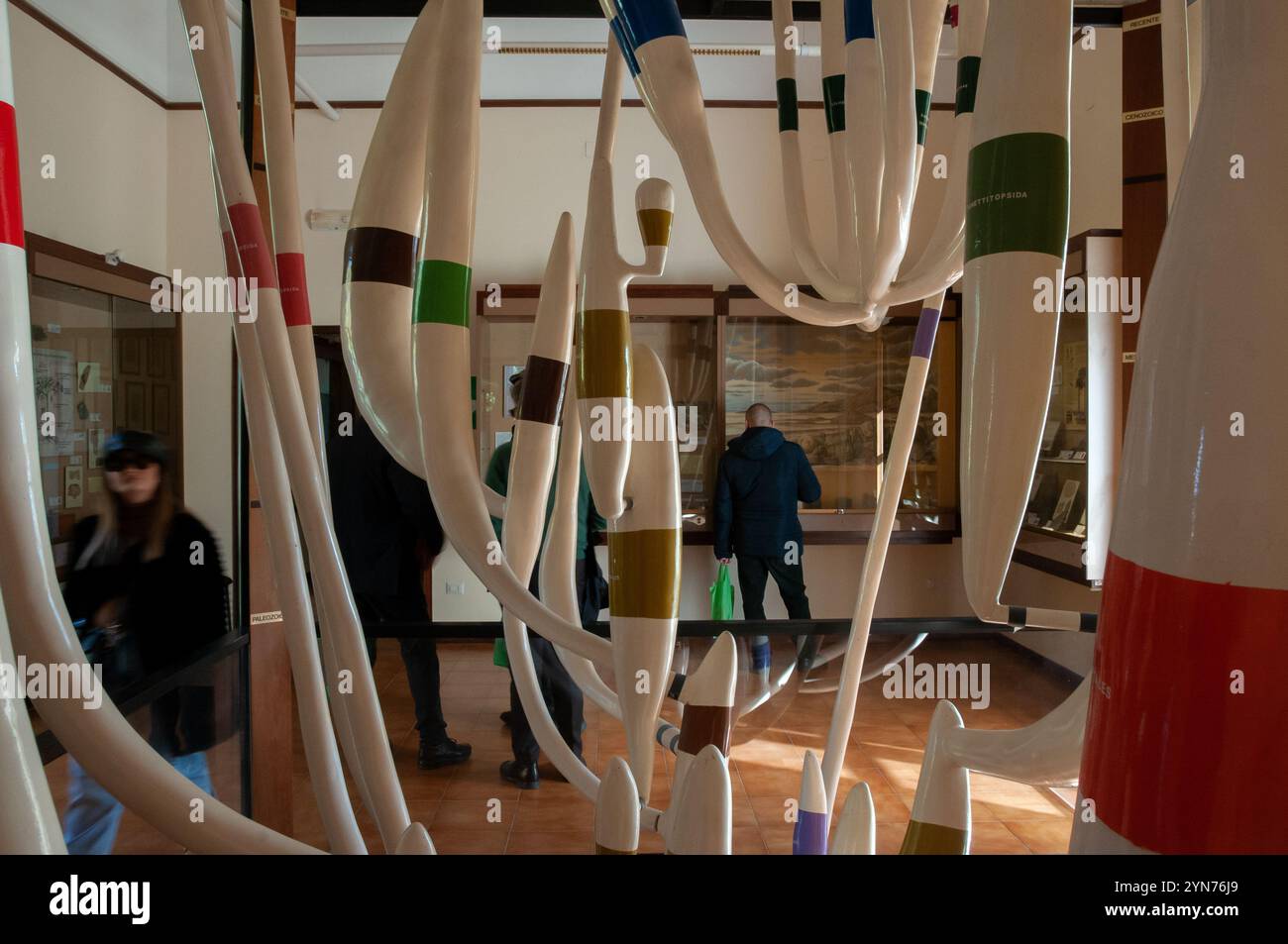 Albero filogenetico di piante terrestri all'interno del museo di paleobotanica ed etnobotanica dell'Orto Botanico reale di Napoli Foto Stock