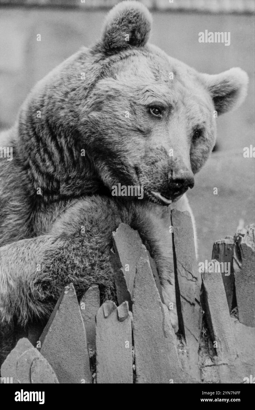 Orso bruno allo zoo di Londra, circa 1976 Foto Stock