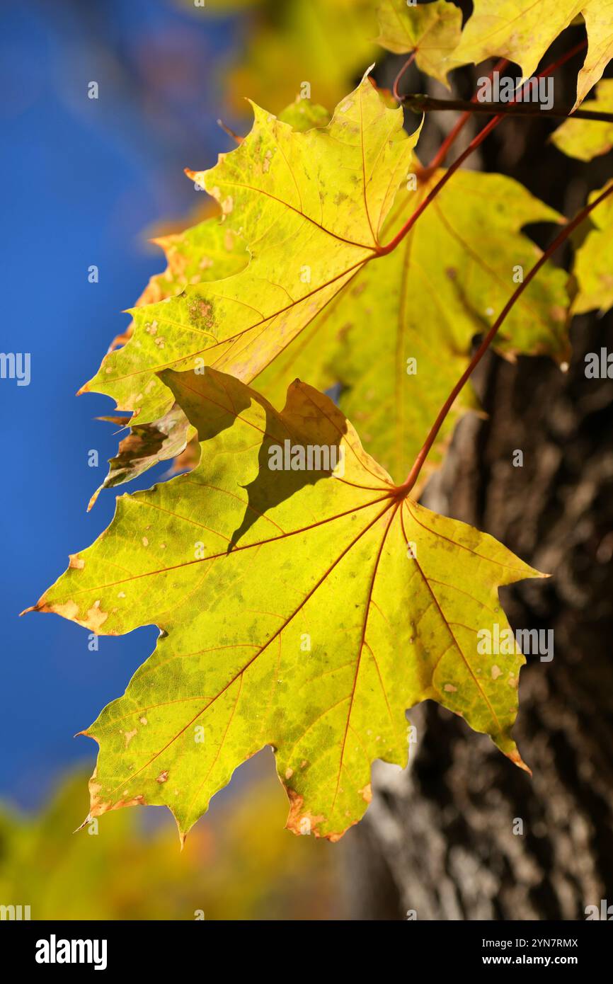 Foglie di acero da zucchero all'inizio dell'autunno Foto Stock