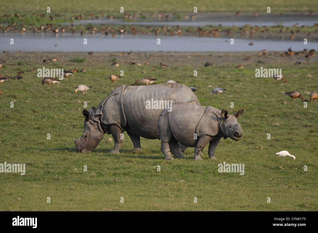 Assam. 24 novembre 2024. Un rinoceronte con una corna e il suo cucciolo pascolano al Pobitora Wildlife Sanctuary nel distretto di Morigaon, nello stato nordorientale dell'India, Assam, 24 novembre 2024. Crediti: Str/Xinhua/Alamy Live News Foto Stock