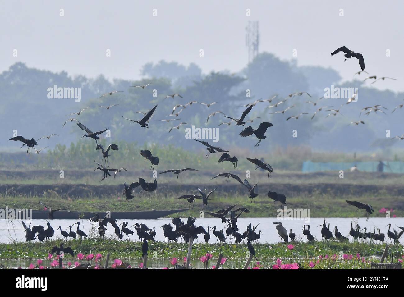 Assam. 24 novembre 2024. Gli uccelli migratori sono osservati al Pobitora Wildlife Sanctuary nel distretto di Morigaon, nello stato nordorientale dell'India, Assam, 24 novembre 2024. Crediti: Str/Xinhua/Alamy Live News Foto Stock