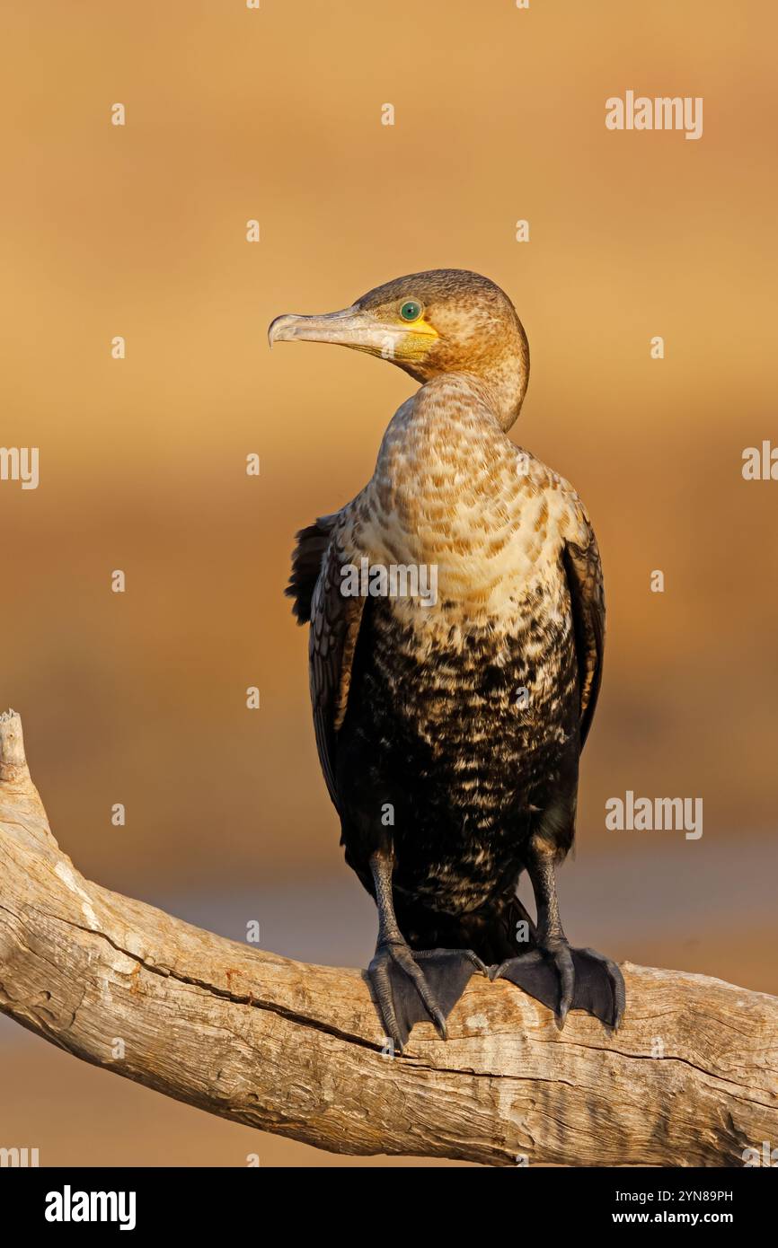 Un cormorano dal petto bianco (Phalacrocorax lucidus) su un ramo, il Parco Nazionale di Pilanesberg, Sudafrica Foto Stock