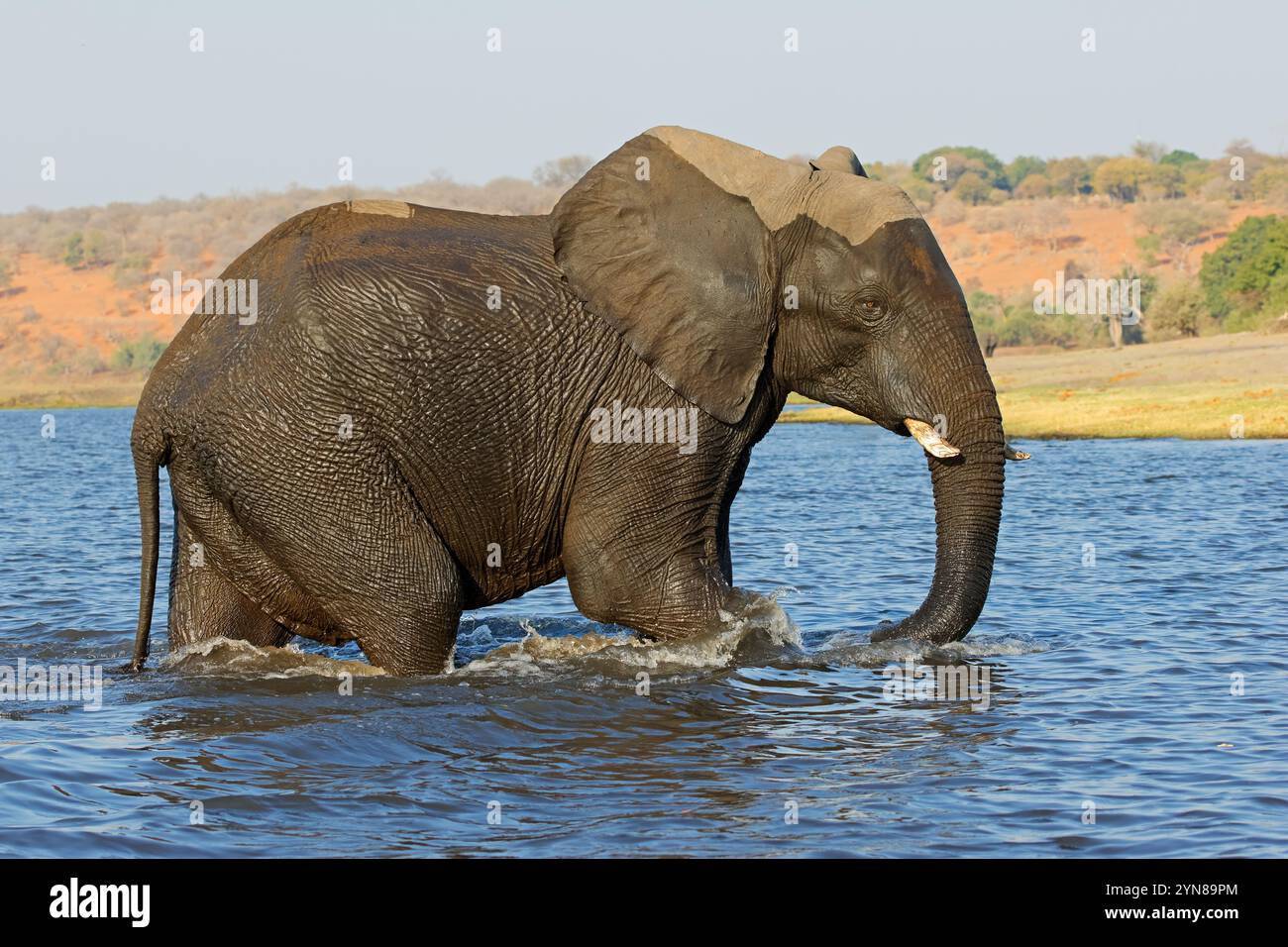 Un elefante africano (Loxodonta africana) che attraversa il fiume Chobe, il Parco Nazionale del Chobe, il Botswana Foto Stock