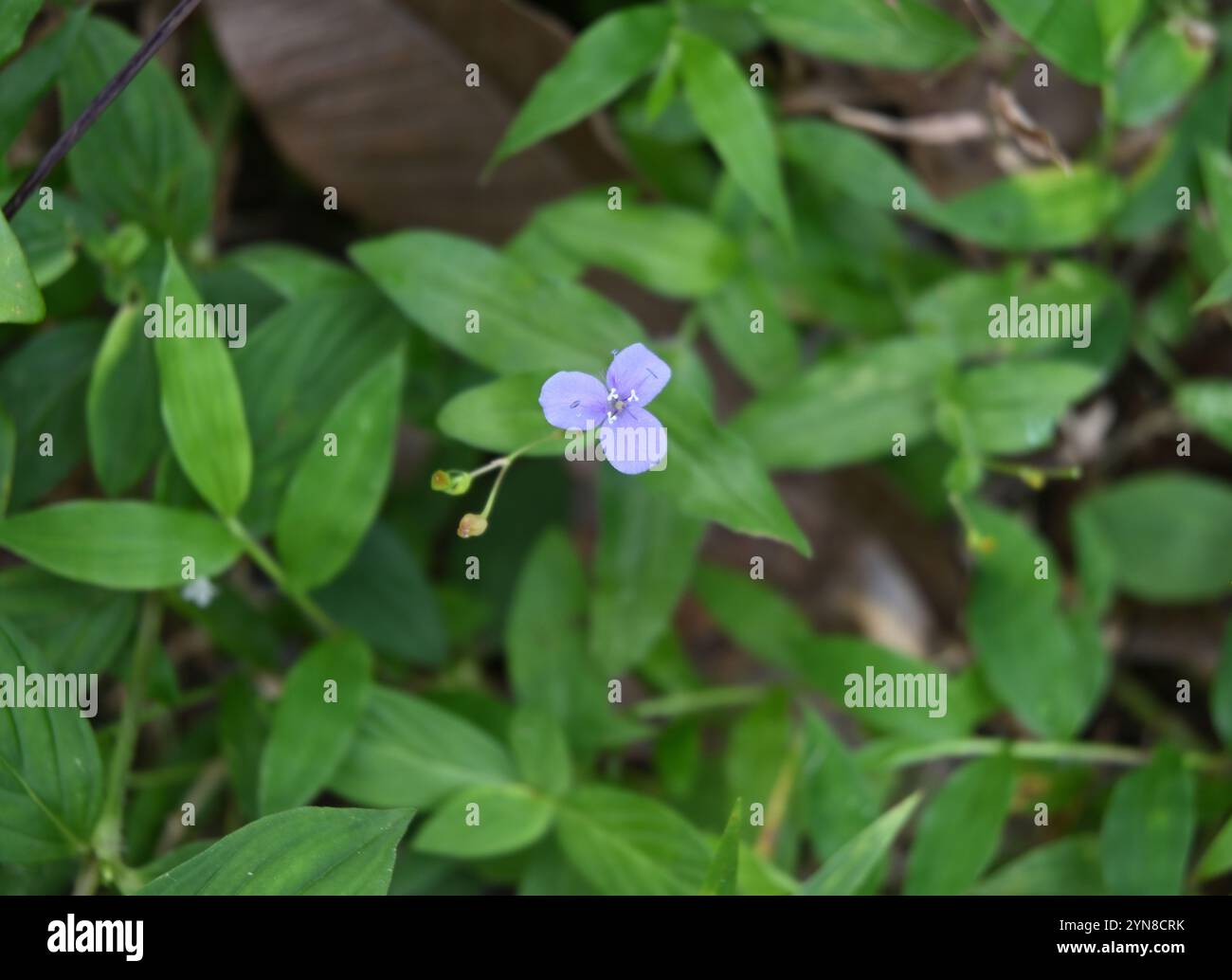 Splendida vista di un piccolo ebreo girovagante con tre petali (genere Tradescantia) color lavanda fiorisce nel terreno Foto Stock