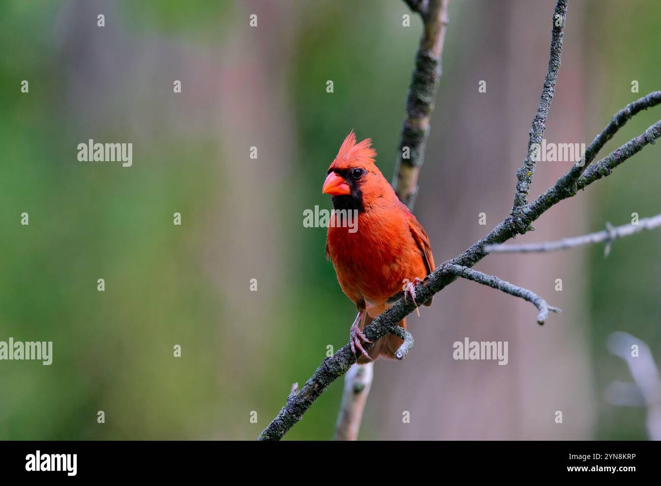 Cardinale rosso brillante arroccato su una diramazione in un ambiente naturale Foto Stock