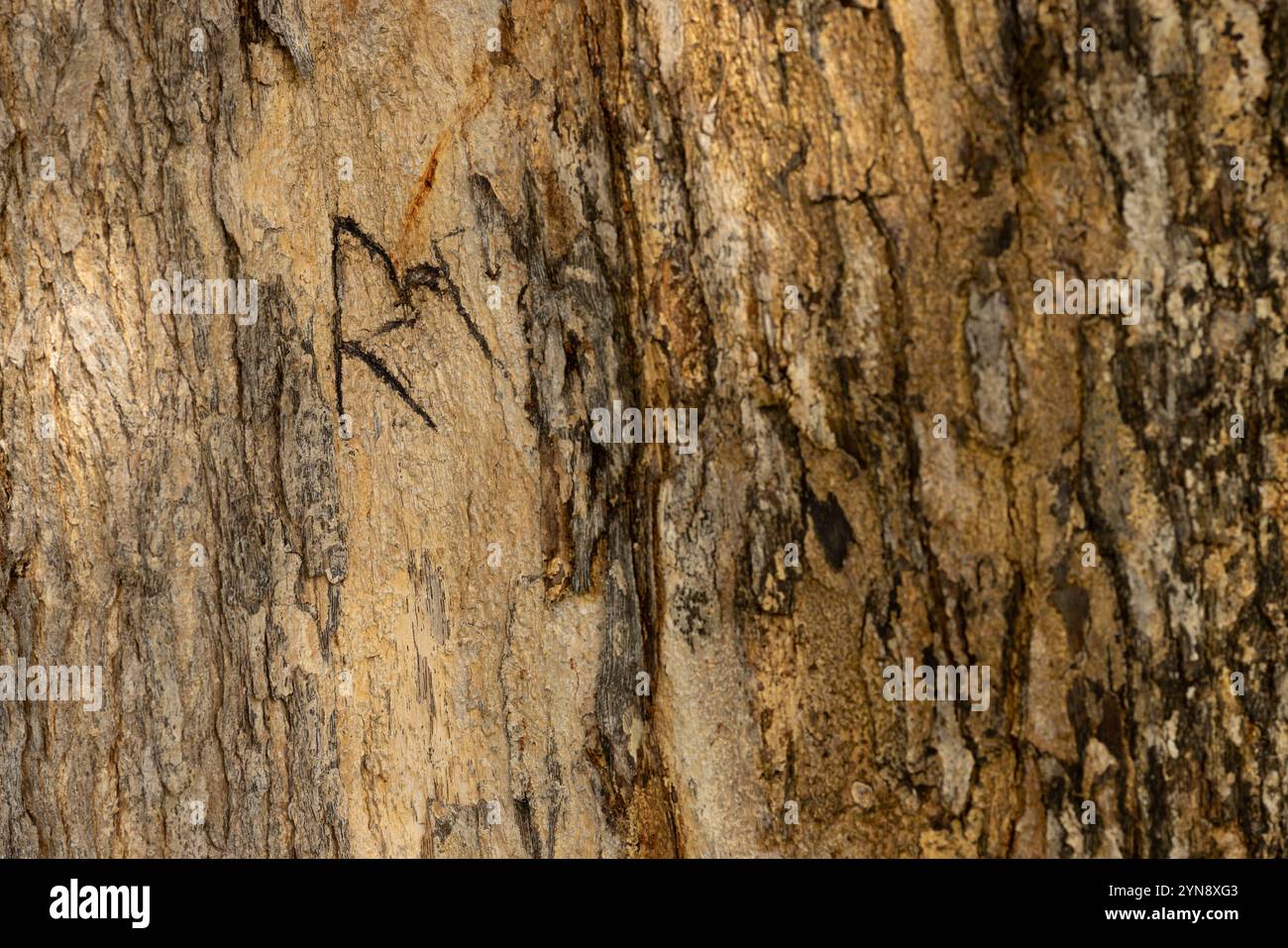 La lettera R o la runa nordica Raido è scolpita nel tronco di un albero. Foto Stock