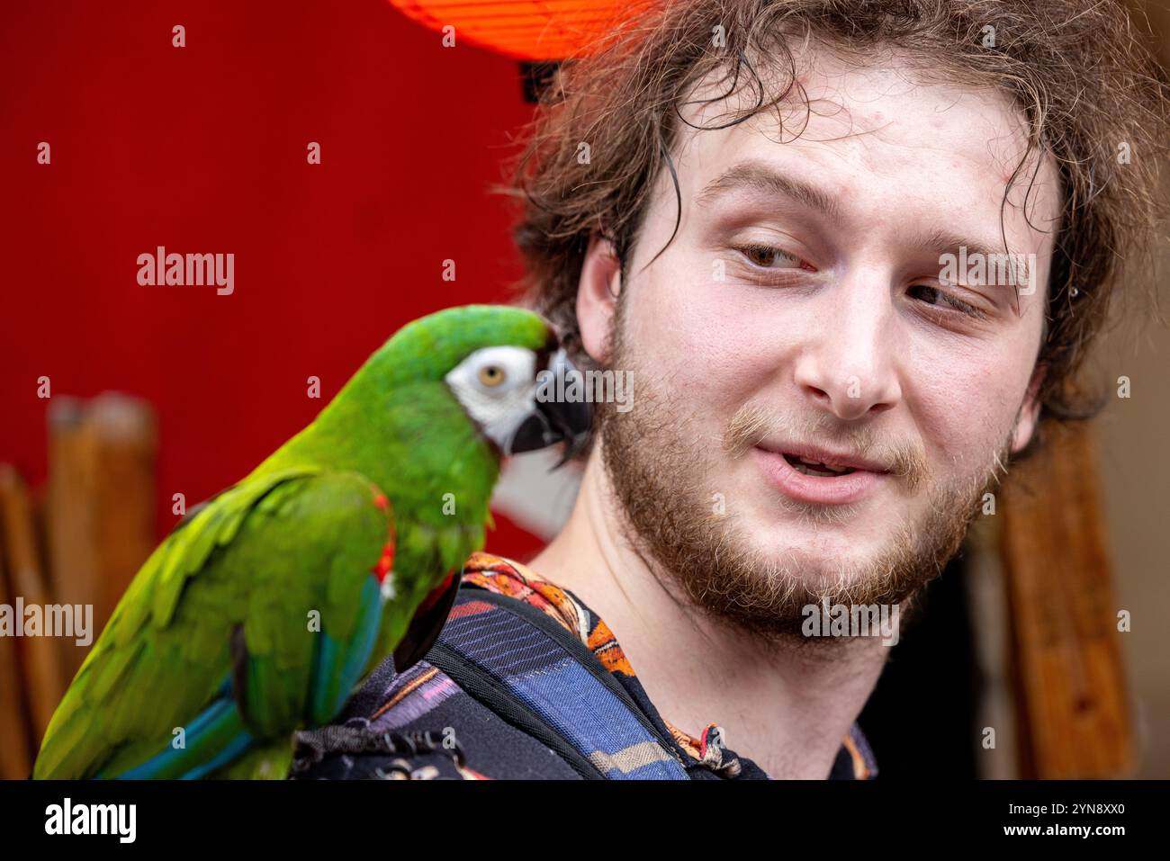 Uomo che interagisce con un pappagallo verde Macaw in un ambiente vivace Foto Stock