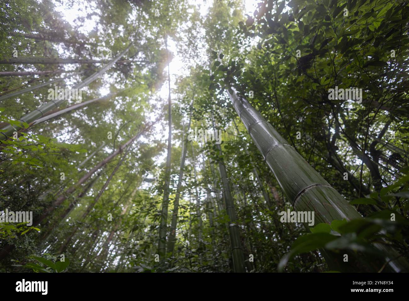 La luce del sole filtra attraverso il boschetto di bambù a Kyoto Foto Stock