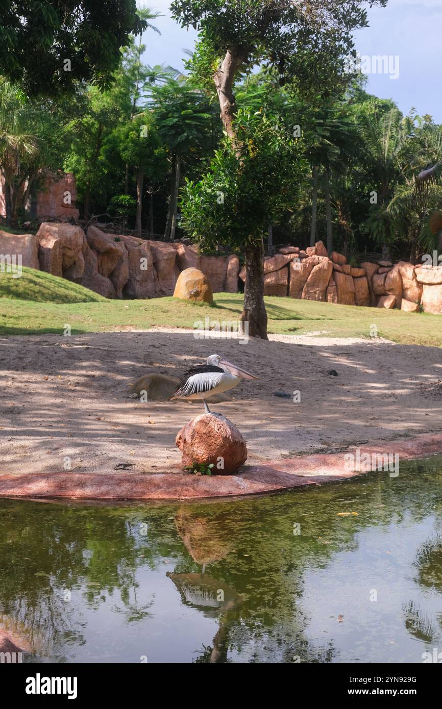 Un colpo lungo di Pelican seduto su una roccia vicino a uno stagno in uno zoo. Ha un becco lungo Foto Stock