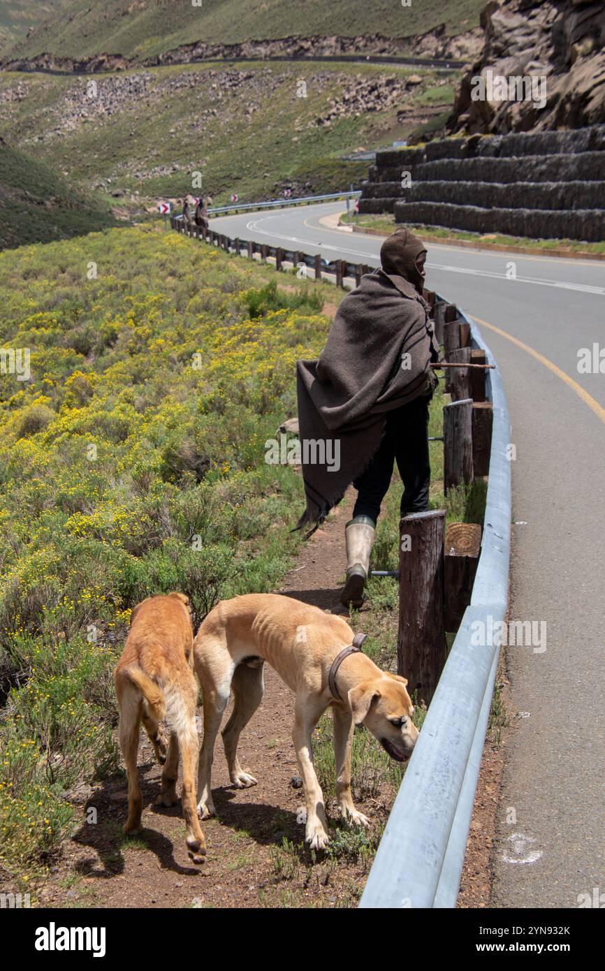 Mokhotlong, Lesotho - un allevatore non identificato e i suoi due cani emaciati vicino a una strada nella montagna Foto Stock