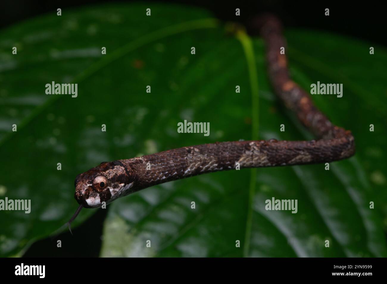 Blunthead Slug Snake (Aplopeltura boa) un innocuo rettile arboreo originario di Malesia, Indonesia, Brunei e Thailandia. Foto Stock