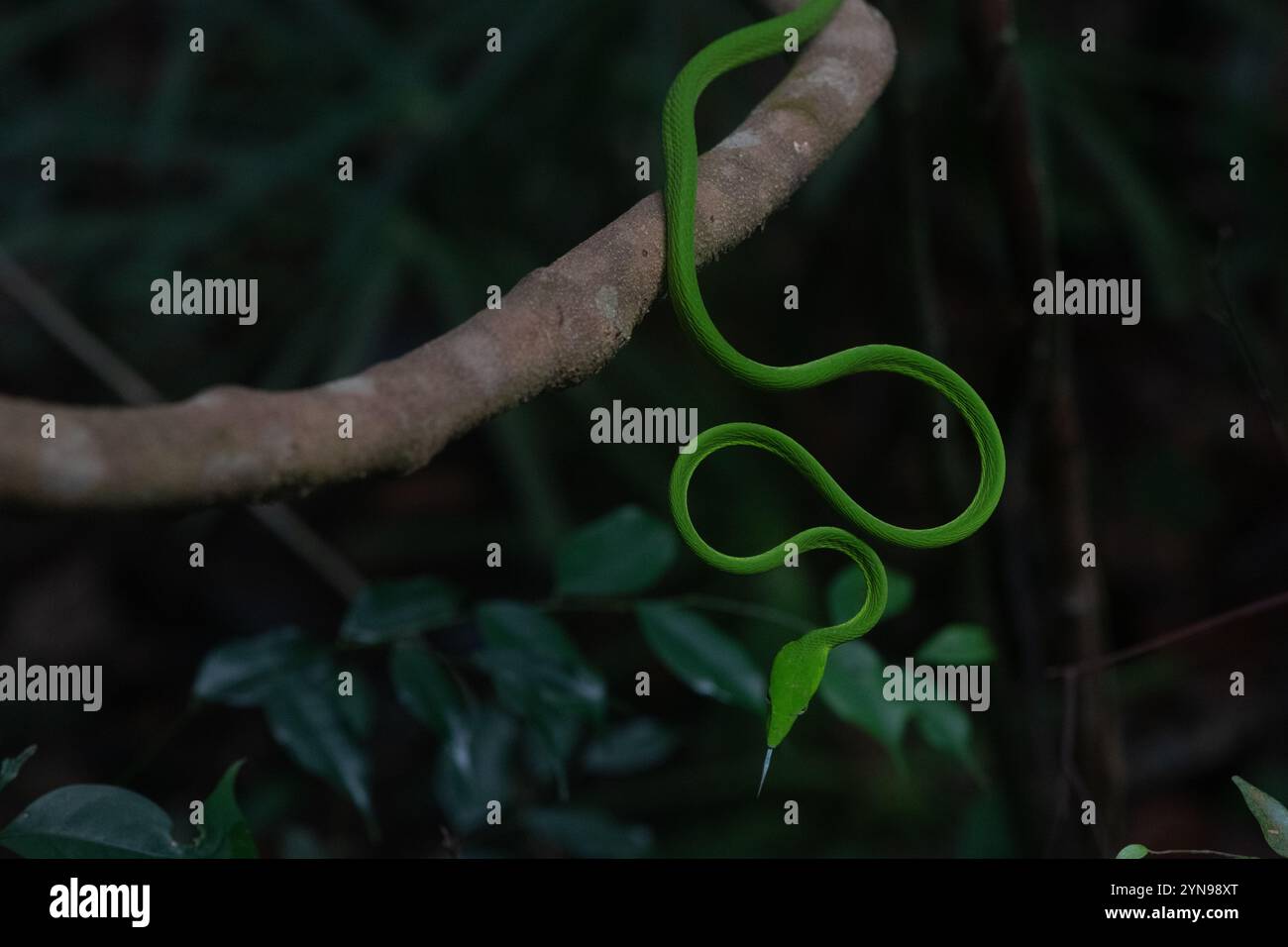 Ahaetulla prasina il serpente di vite verde o orientale è una specie di rettili arborei ampiamente distribuiti nel sud-est asiatico. Foto Stock