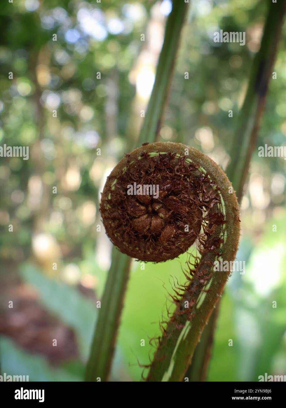 nella foresta pluviale crescono foglie di felce giovani a forma di spirale Foto Stock