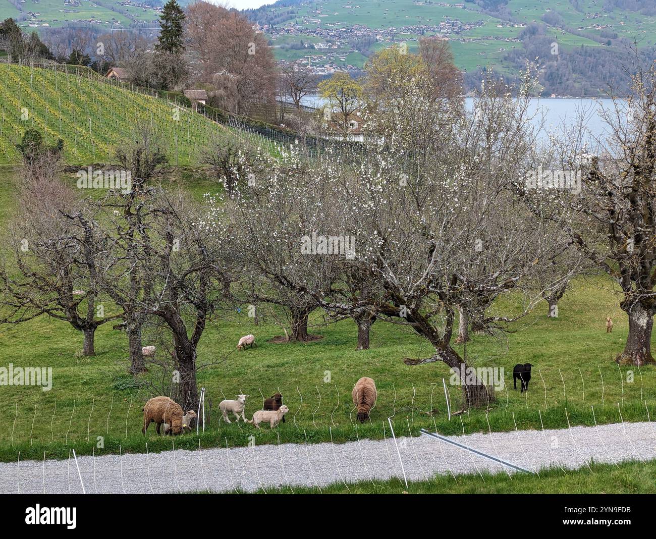 Capre in Svizzera - Immagine stock catturata con smartphone