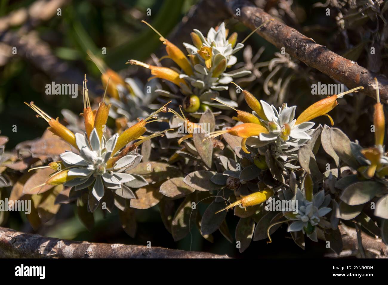 Fiori giallo-arancio e foglie grigio-verdi di eremophila glabra, tappeto Kalbarri, Queensland Australia. Originario dell'Australia Occidentale. Amato dagli uccelli. Foto Stock