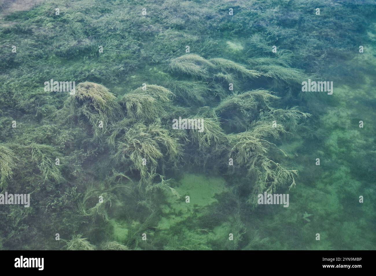 Bodensee, Seegras wächst unter Wasser *** Lago di Costanza, le alghe crescono sott'acqua Foto Stock